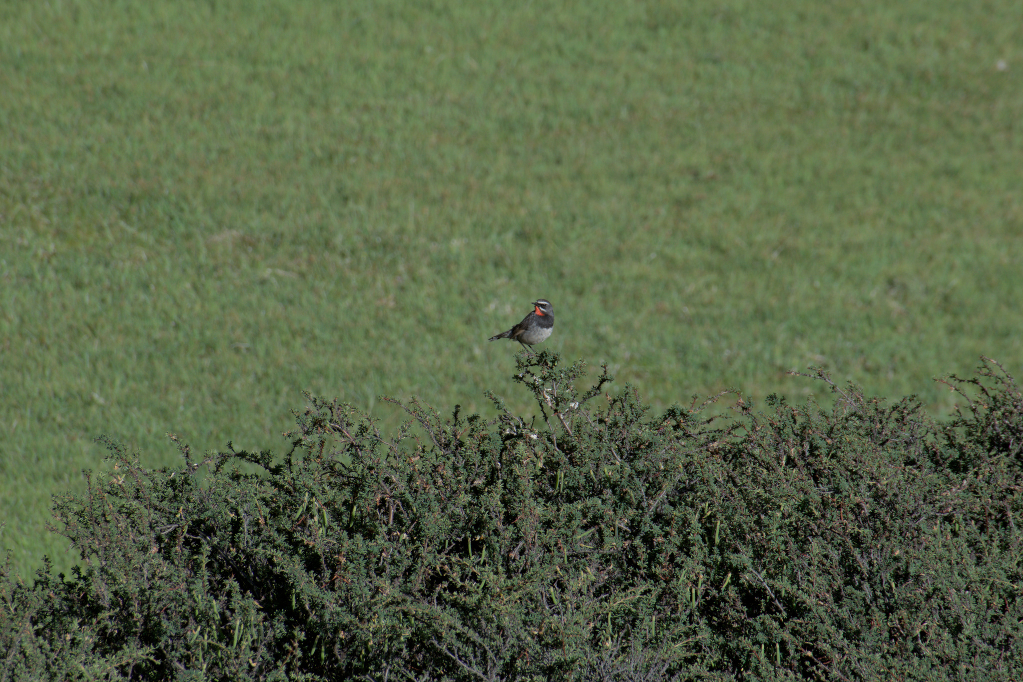 Chinese Rubythroat (Calliope tschebaiewi), photo 5