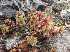 Veronica spectabilis
