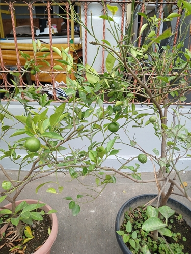 Citrus aurantiifolia observed 2026-02-17