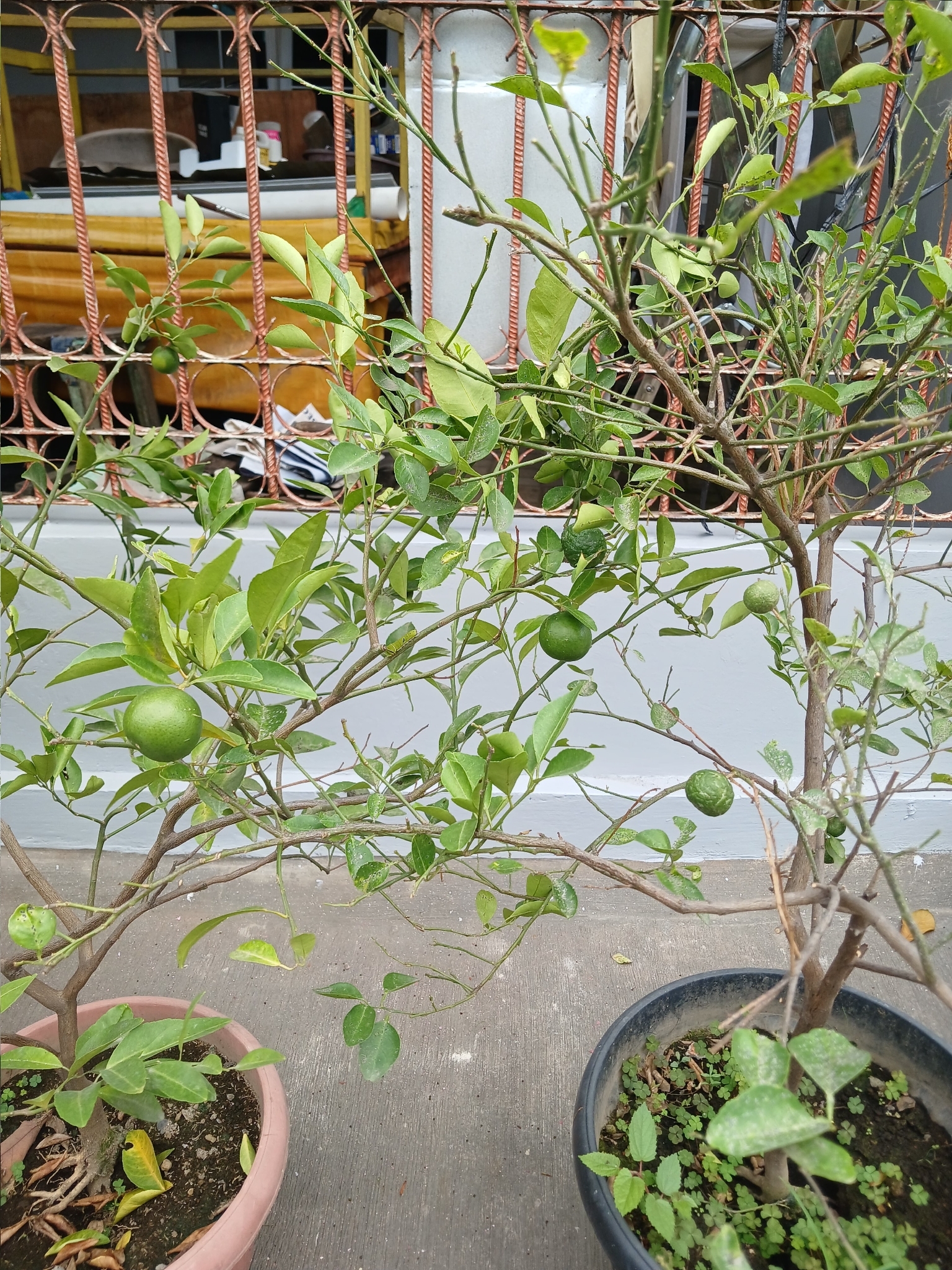 Lime
