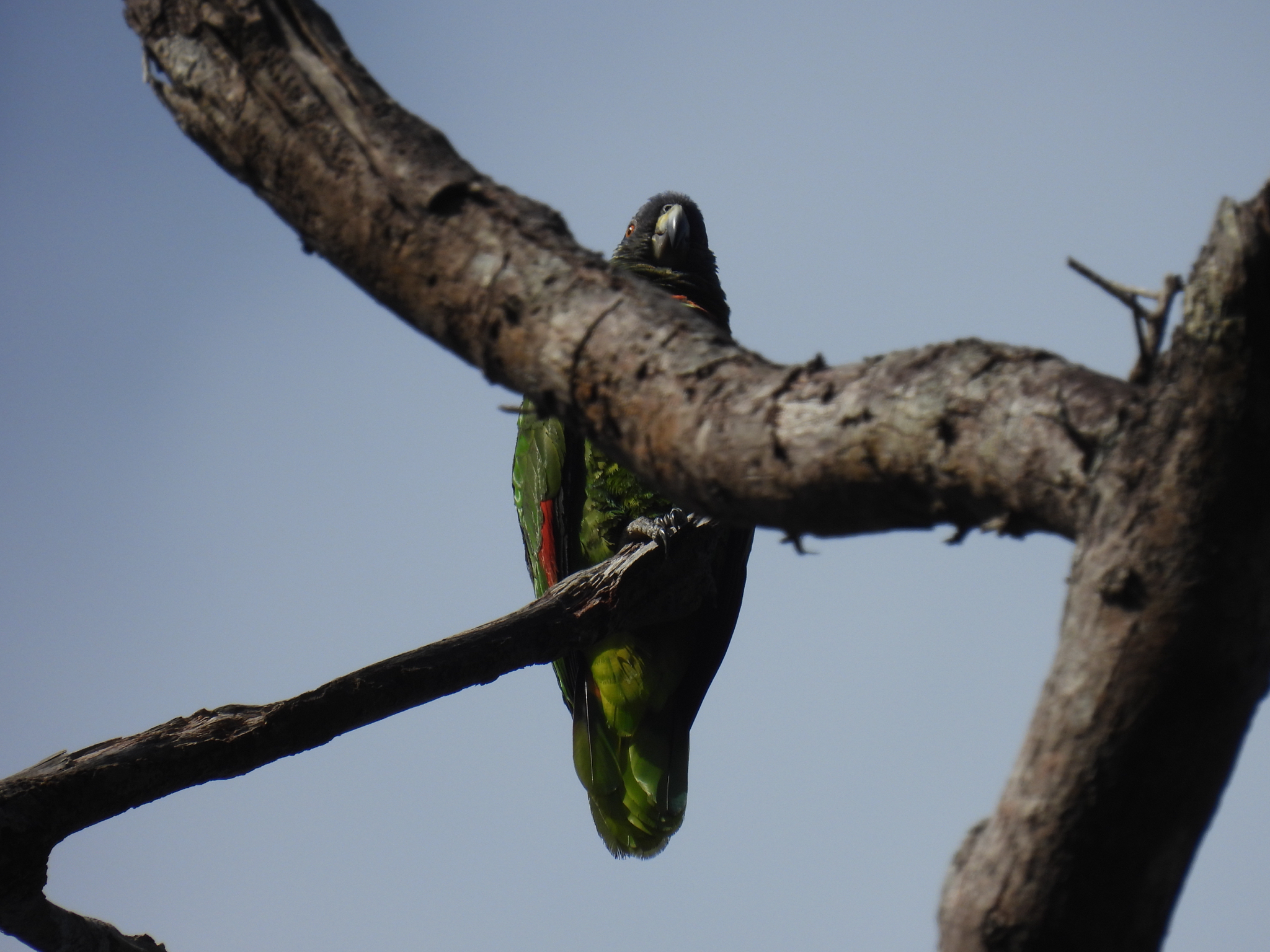 Red-necked Amazon (Amazona arausiaca), photo 1