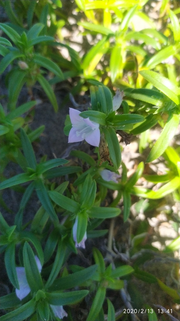Hexasepalum angustifolium