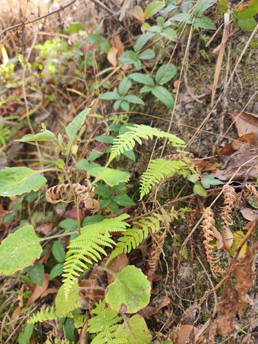 Amauropelta resinifera, 2026-02-17
