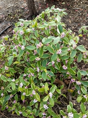 Daphne odora marginata