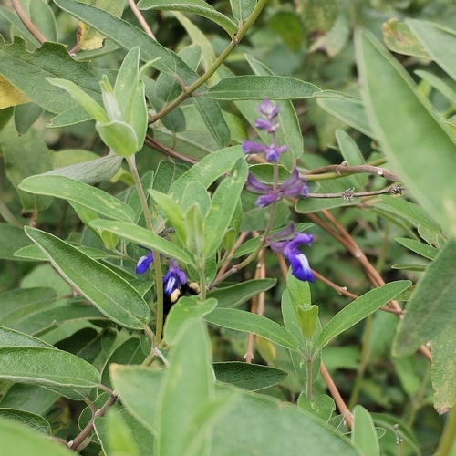 Humboldt's Sage (Salvia humboldtiana)