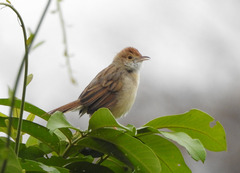 Cisticola chiniana