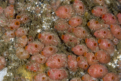 Dendrodoa grossularia