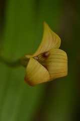Maxillaria egertoniana