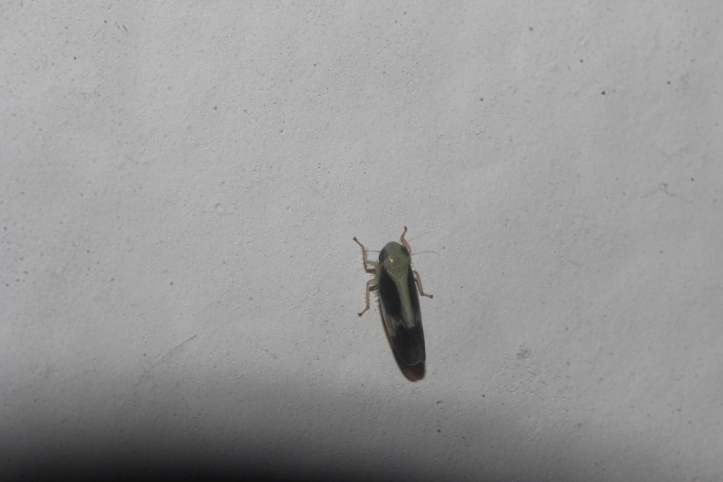 Graminella nigripennis