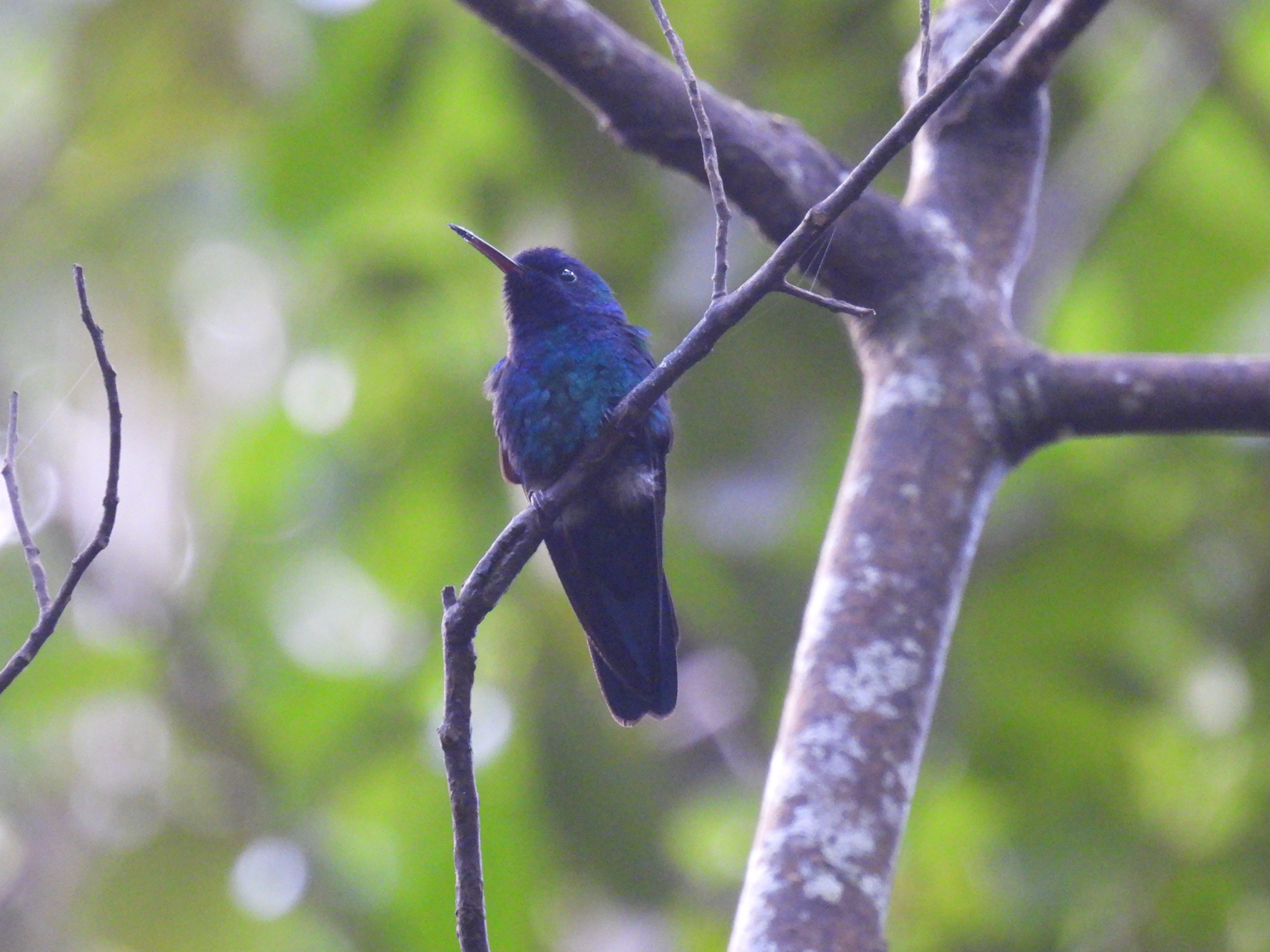 Blue-headed Hummingbird (Riccordia bicolor), photo 2