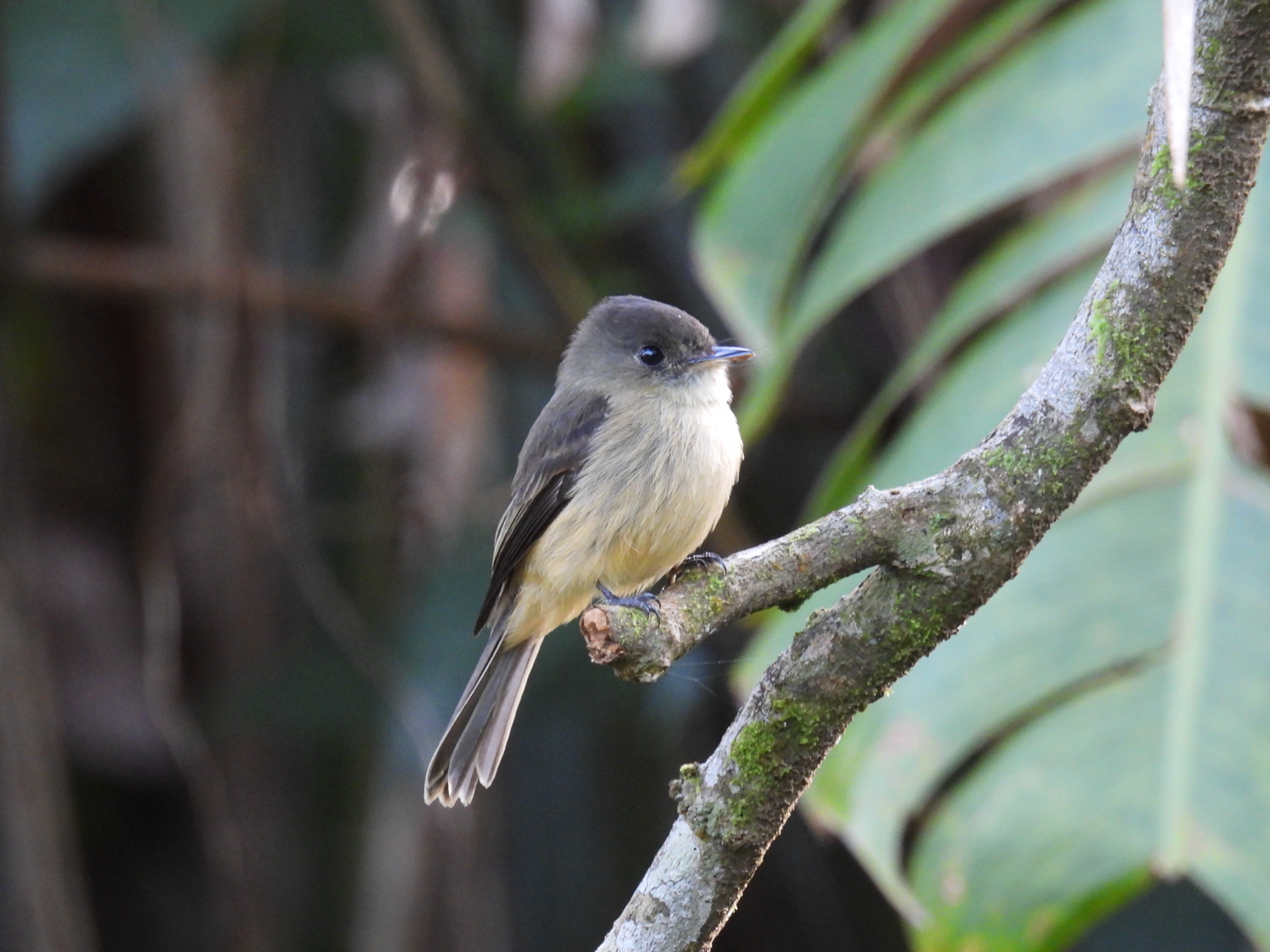 Lesser Antillean Pewee (Contopus latirostris), photo 8
