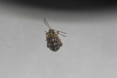 Walterianella venustula