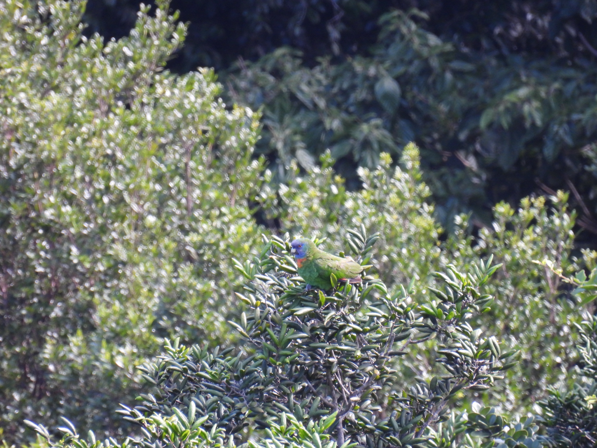 Red-necked Amazon (Amazona arausiaca), photo 2