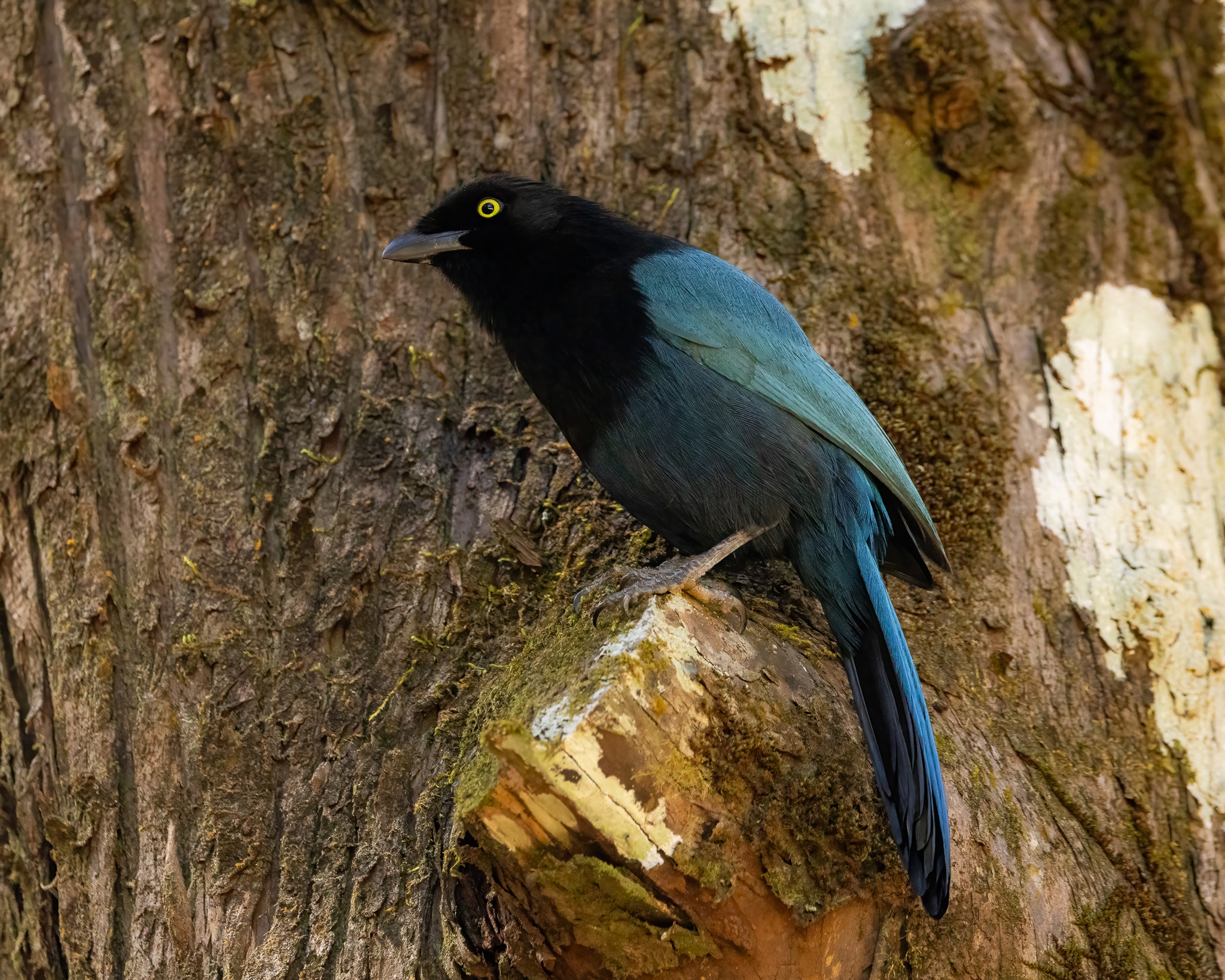 Bushy-crested Jay (Cyanocorax melanocyaneus), photo 6