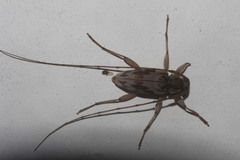 Lepturges macilentus