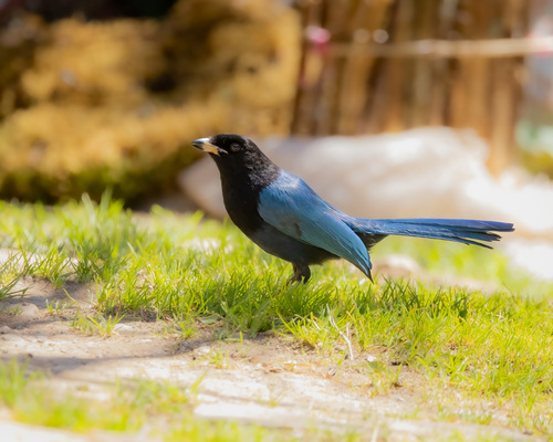 Bushy-crested Jay (Cyanocorax melanocyaneus), photo 4