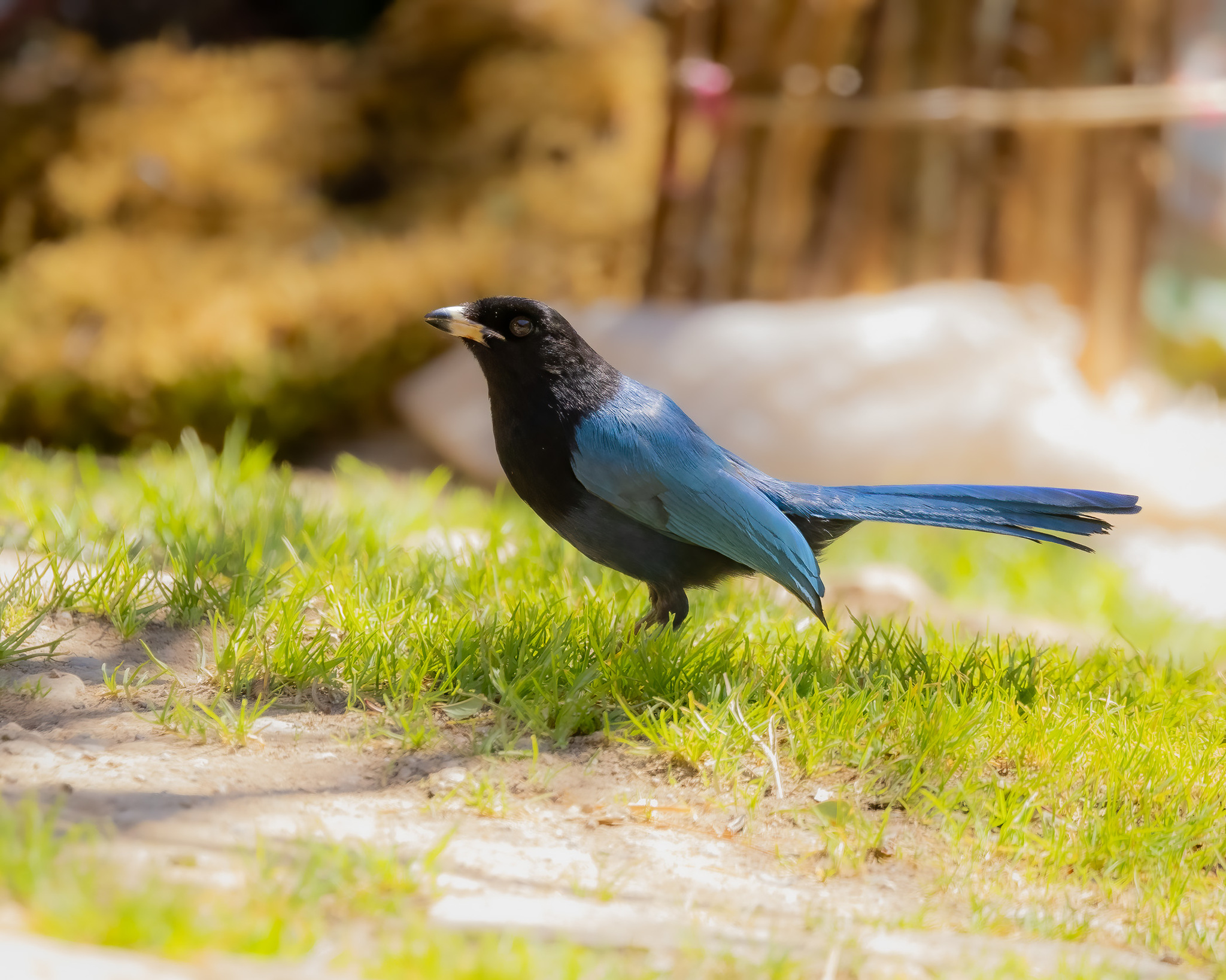 Bushy-crested Jay (Cyanocorax melanocyaneus), photo 7