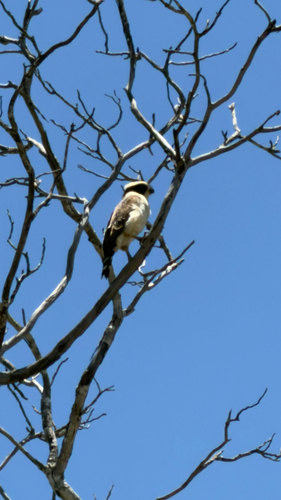 Laughing Falcon
