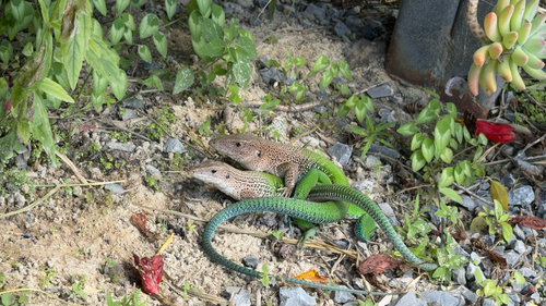 Giant Ameiva