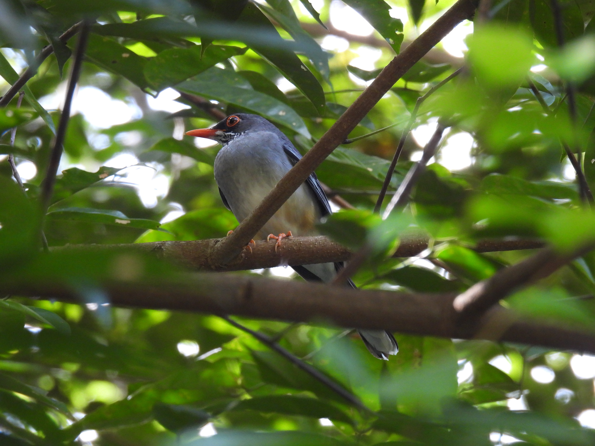 Eastern Red-legged Thrush (Turdus ardosiaceus), photo 5