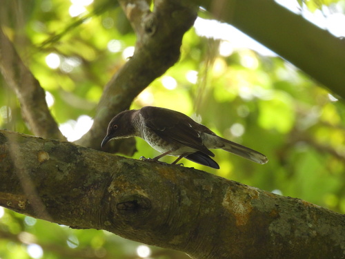 Scaly-breasted Thrasher (Allenia fusca), photo 6