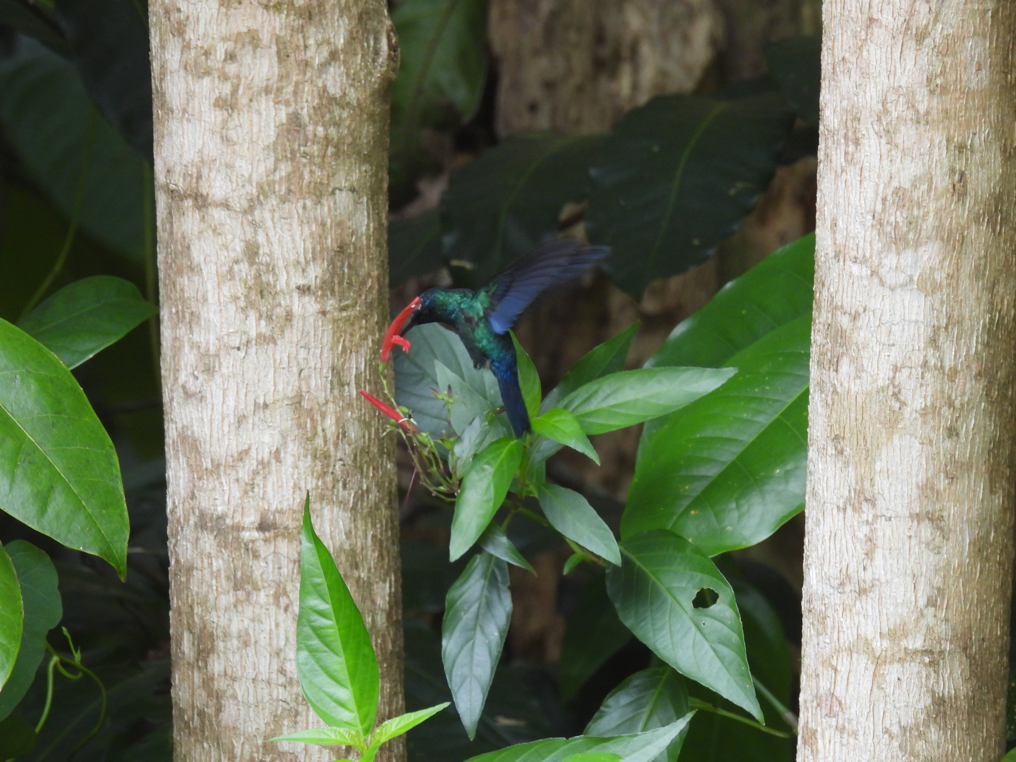 Blue-headed Hummingbird (Riccordia bicolor), photo 3