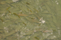 Scatophagus tetracanthus