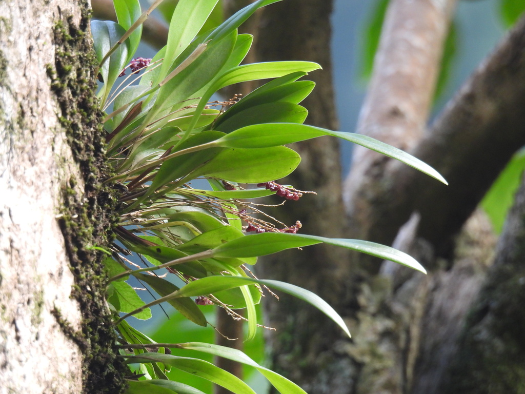 Stelis ophioglossoides