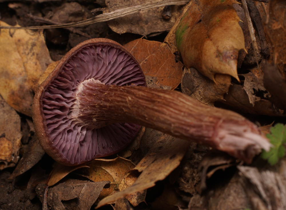 Laccaria amethysteo-occidentalis image