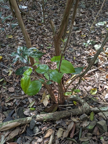 Rhodamnia pauciovulata, 2026-02-14