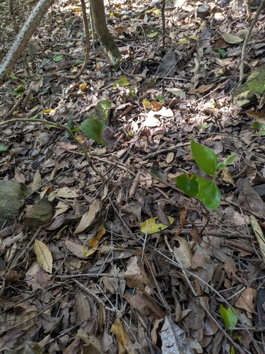 Rhodamnia pauciovulata, 2026-02-14