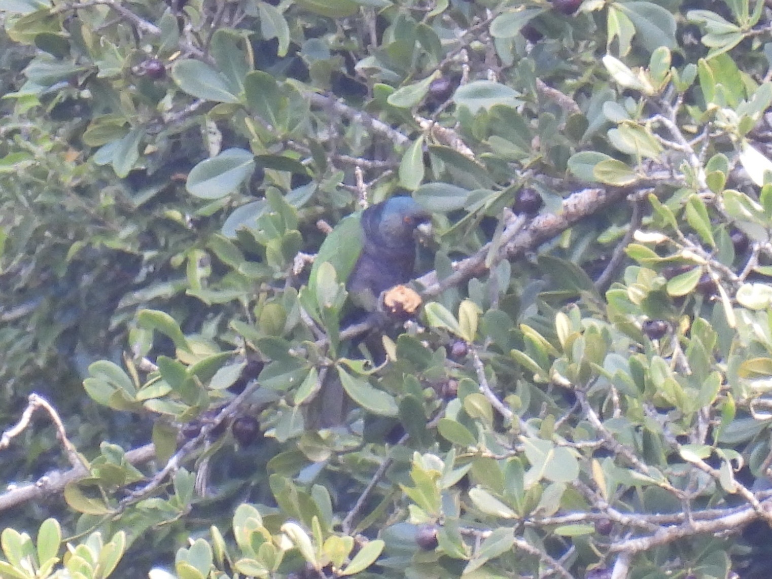 Imperial Amazon (Amazona imperialis), photo 1