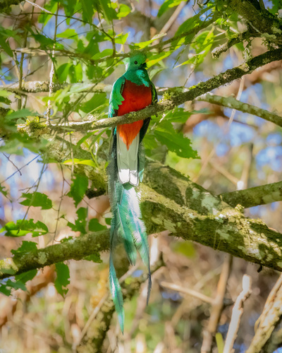 Resplendent Quetzal photographed in El Salvador
