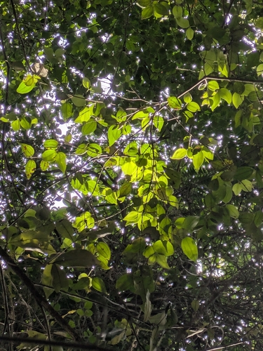 Rhodamnia pauciovulata, 2026-02-14
