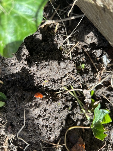 Seven-spotted Lady Beetle