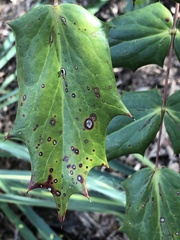 Calonectria