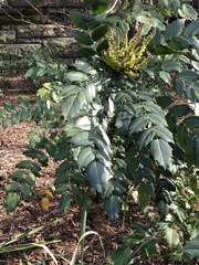 Calonectria