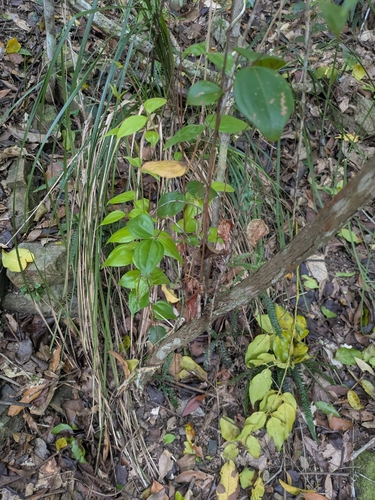 Rhodamnia pauciovulata, 2026-02-14