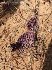 Opuntia aurea