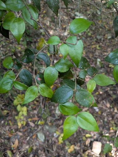 Rhodamnia pauciovulata, 2026-02-14