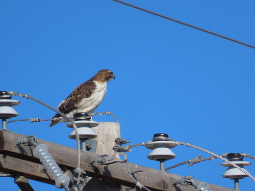 Red-tailed Hawk
