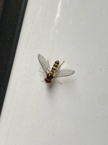 Unknown species found near Mendocino County, US-CA, US