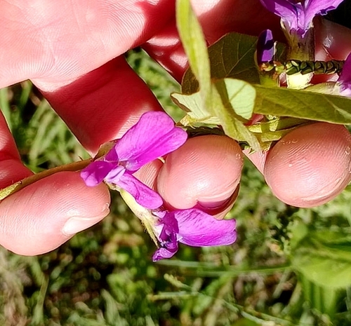 Mexican cologania (Cologania broussonetii)