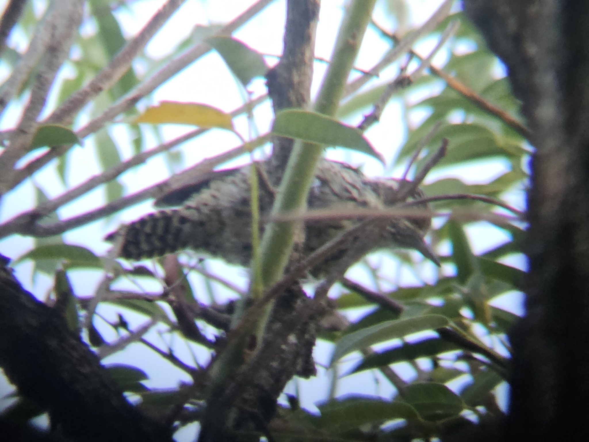 Checkered Woodpecker (Veniliornis mixtus), photo 10
