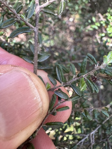 tauhinu (Pomaderris amoena)