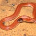 Inland Hooded Snake - Photo (c) Alexandre Roux, some rights reserved (CC BY-NC), uploaded by Alexandre Roux