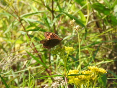 Junonia neildi varia