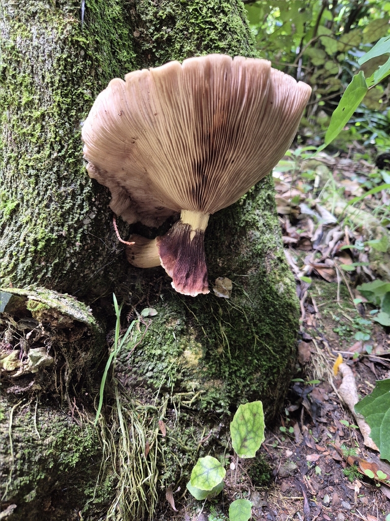 Cyclocybe parasitica · February 2026 · photo: © rempson (iNaturalist, cc-by)