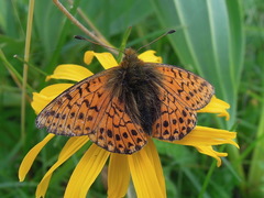 Boloria napaea