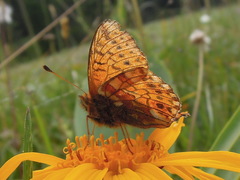 Boloria napaea